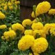 nurserylive-seeds-marigold-f-1-inca-yellow-flower-seeds-16969084141708_520x520.jpg