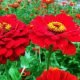 nurserylive-seeds-zinnia-red-tall-desi-flower-seeds-16969445343372_520x520.jpg