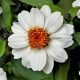 nurserylive-seeds-zinnia-white-tall-desi-flower-seeds-16969446391948_520x520.jpg